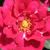 Czerwony  - Róże rabatowe floribunda - Diablotin